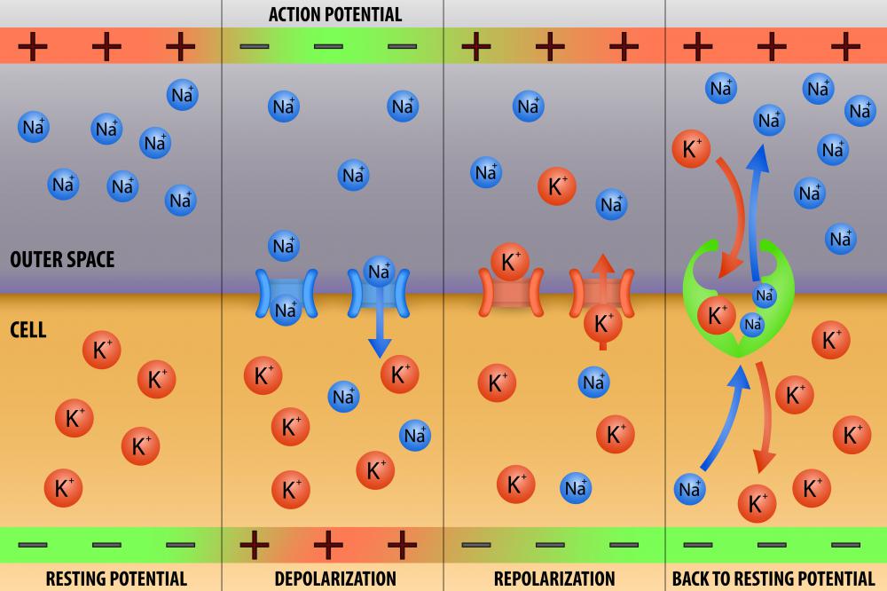 Describe how muscle cells can generate potential difference?