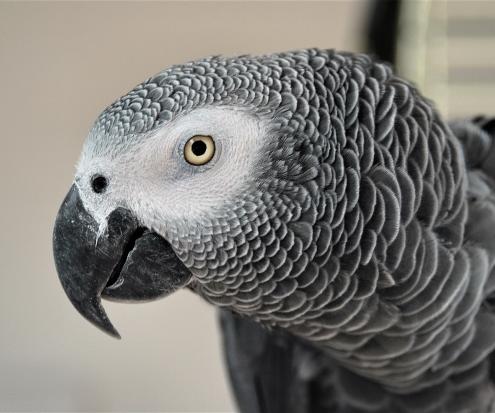 In addition to being known for their impressive intelligence, African grey parrots have also demonstrated kindness to other members of their species.