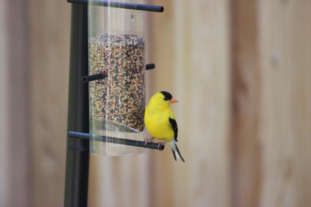 American Goldfinches primarily eat seeds, so they enjoy backyard bird feeders.