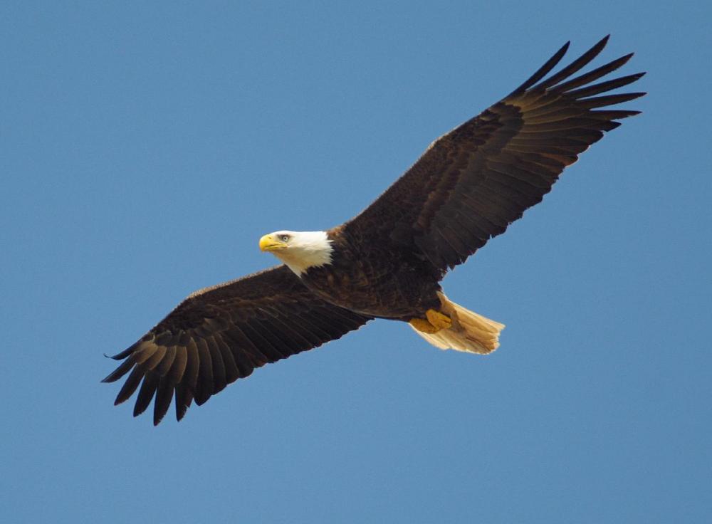 The Iowa seal and state flag display an eagle instead of a goldfinch.