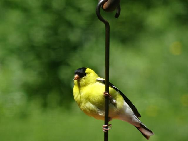 The state’s official bird is the Eastern Goldfinch (not the hawk).