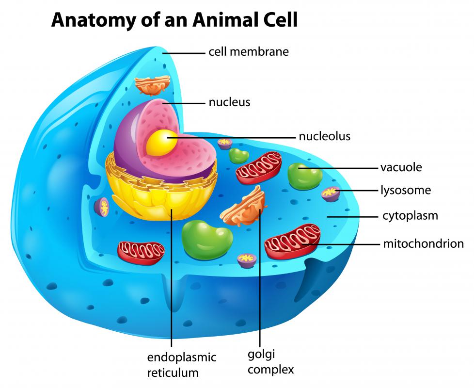 Image result for cell membrane