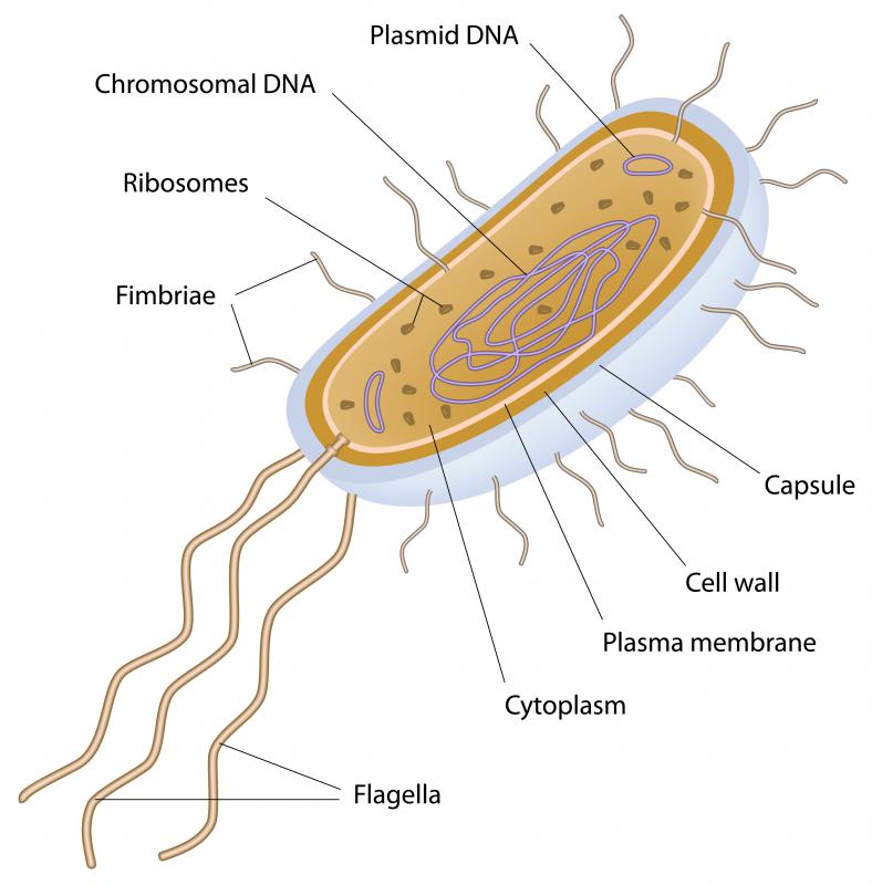 An organism that uses chemosynthesis