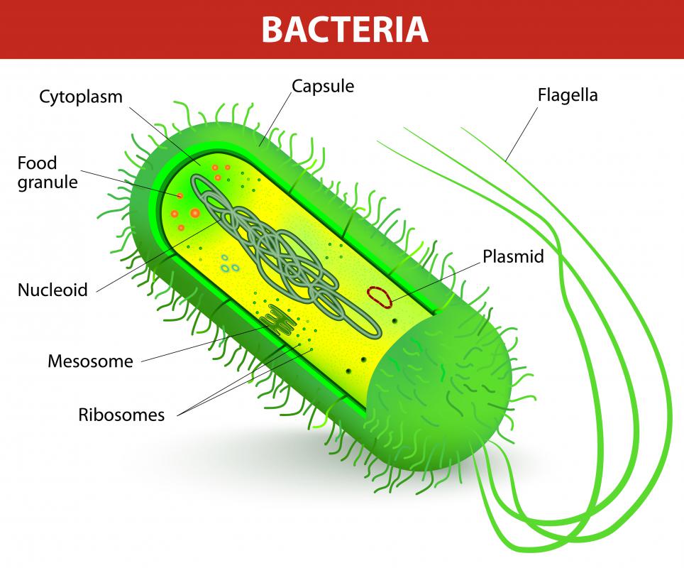 What Is Pseudomonas Bacteria With Pictures 3385