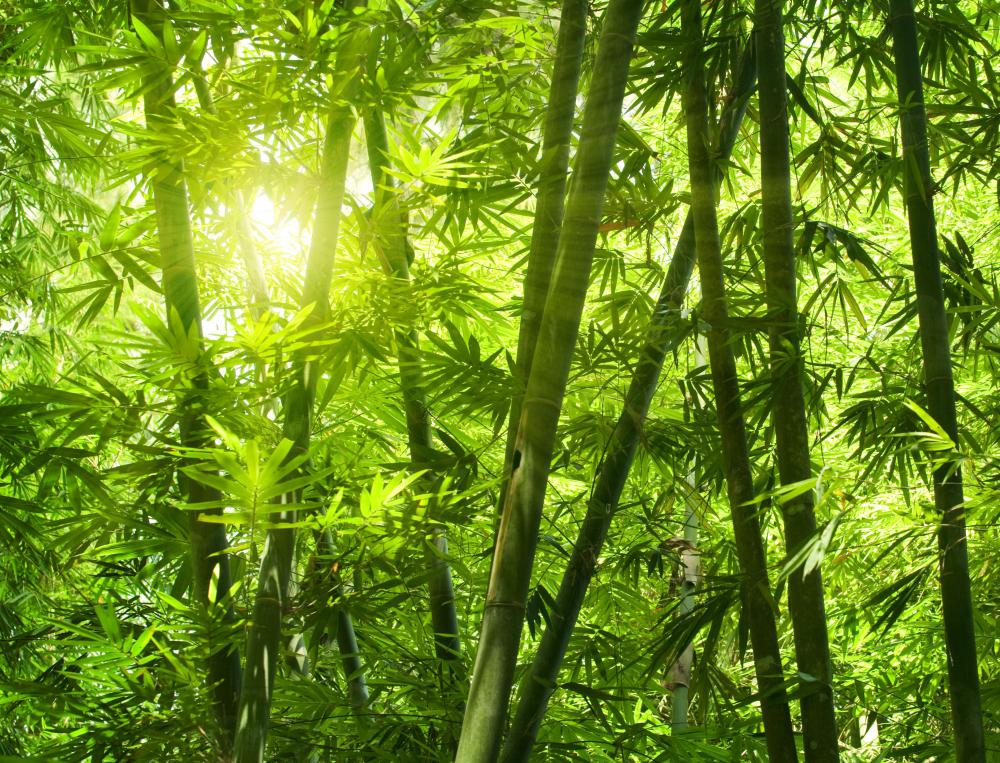 Lessons From Bamboo