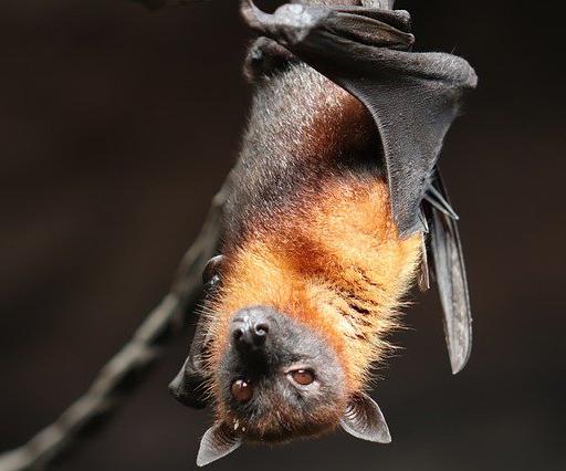 Structurally, a bat’s wing is similar to a human’s arm and hand, but with very long finger bones.