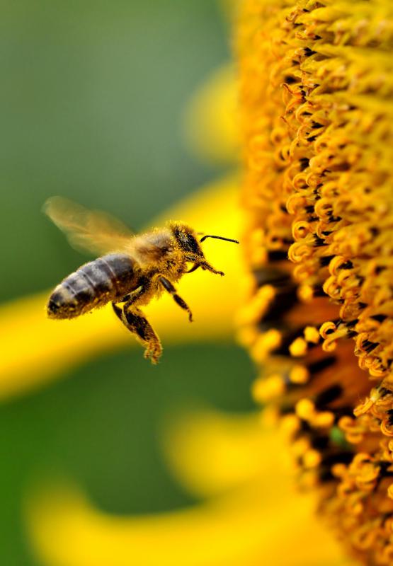 Pollen is one of the most common allergens among humans.