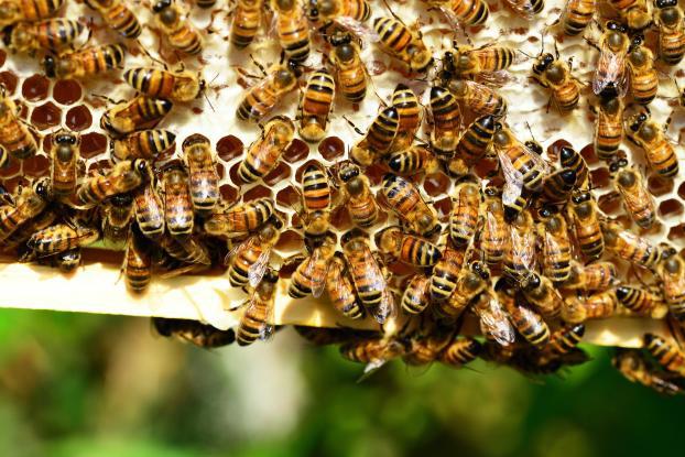 Utah's early Mormon settlers associated bees with industry and hard work -- values they sought to embody in their own lives.