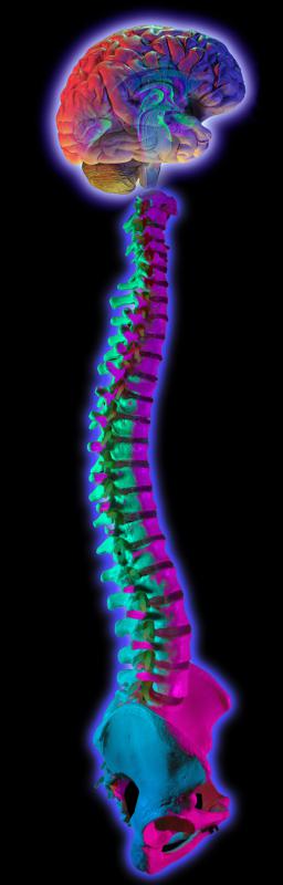 Types of normal or natural fissure include the brain and spinal cord.