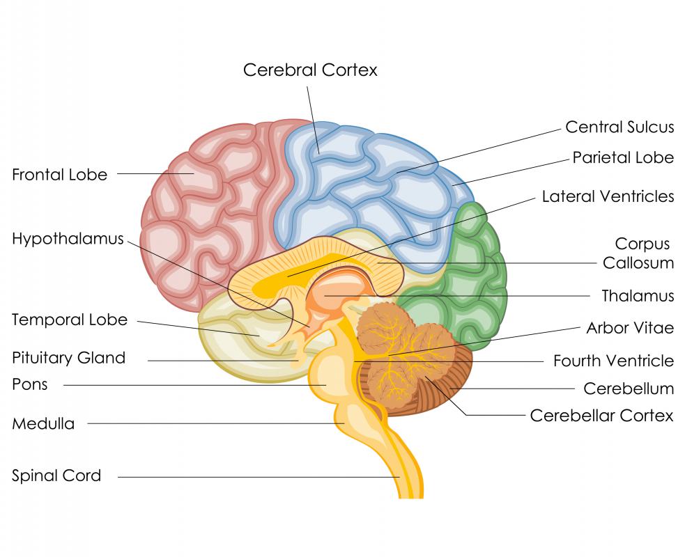 Th group: relationship between brain and behavior   thesa