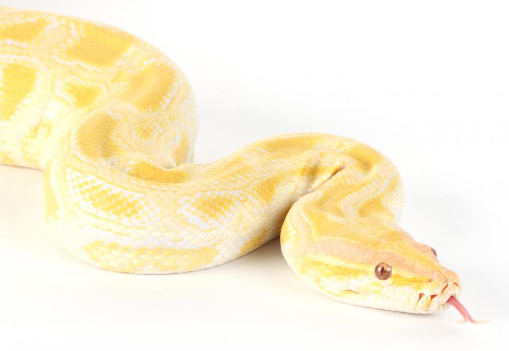 A Burmese python is a type of eastern snake.