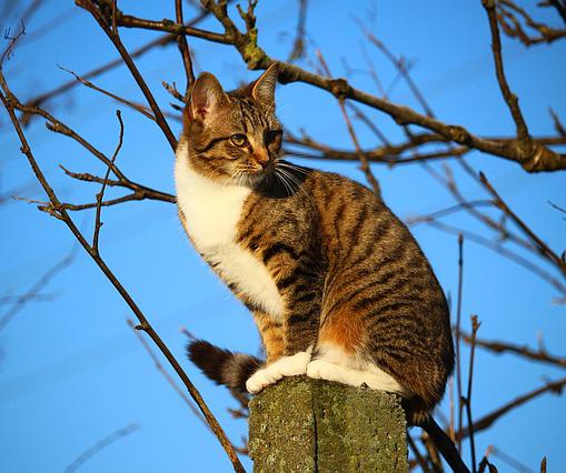 In 1876, the city of Liège, Belgium, briefly tried out a mail delivery system using 37 trained cats.