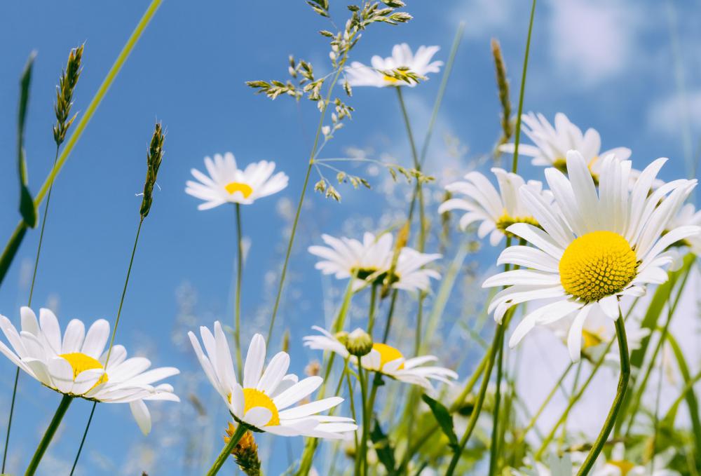 Daisies are typically associated with flower power.
