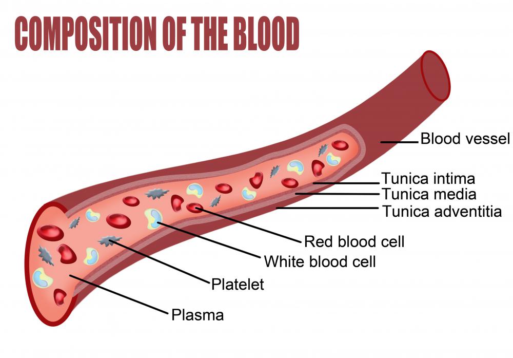 How Does Blood Move Through The Body With Pictures