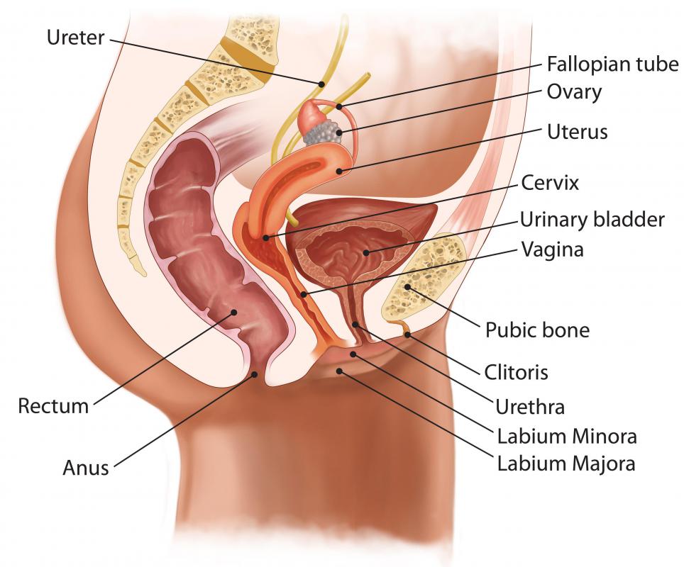 Anus Diagram 8