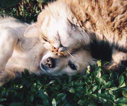 A study claims that "cat people" are smarter than than their dog-loving counterparts.
