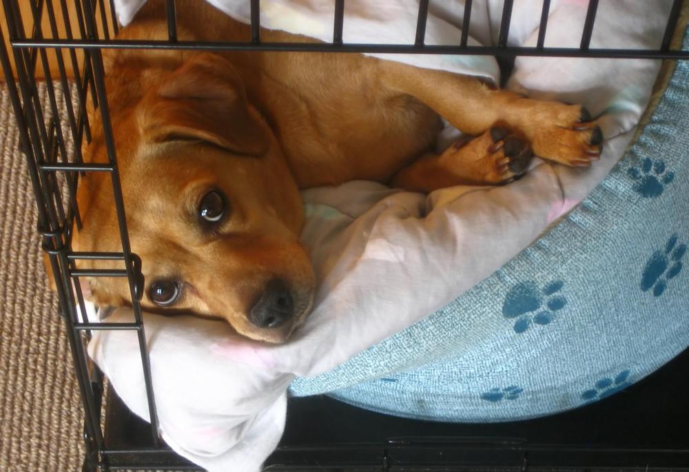 Crates are vital during puppy potty training.