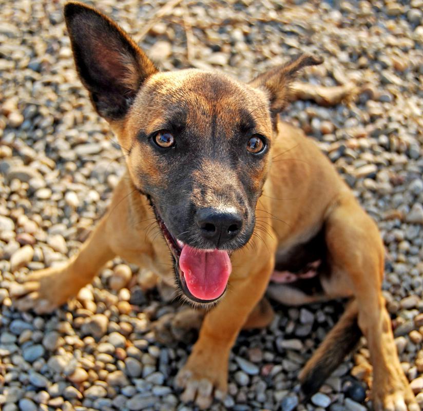 Sangomas may be called upon to find lost pets.