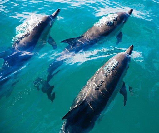 Dolphins use whistling sounds to call each other by "name," and they can recognize and respond to those names.