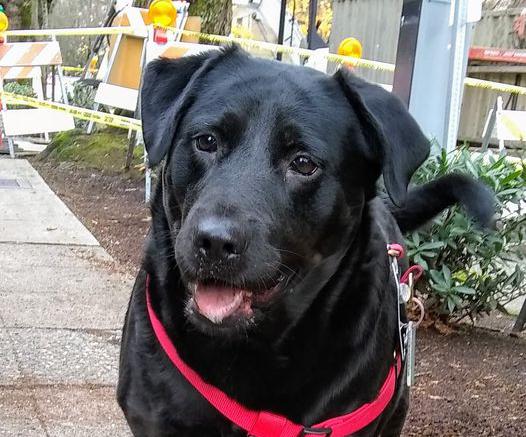 In Seattle, a Black Lab named Eclipse regularly catches the bus to the dog park completely on her own.