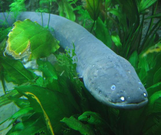 Electric eels can produce shocks of up to 800 volts.