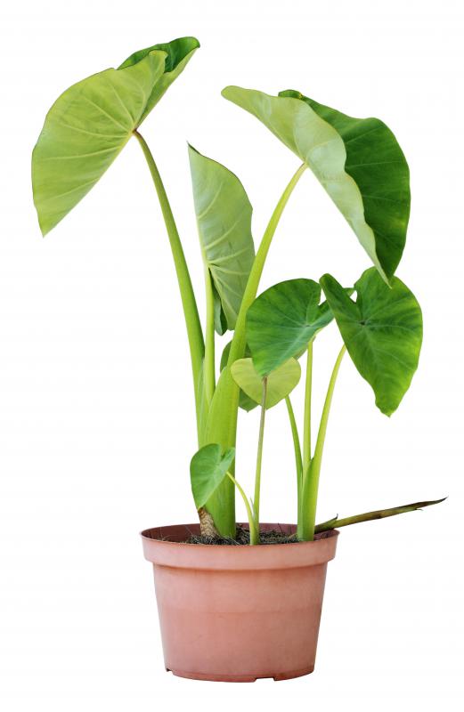 Because their broad leaves stand straight up from the stalks, bac ha is sometimes referred to as upright elephant ears.