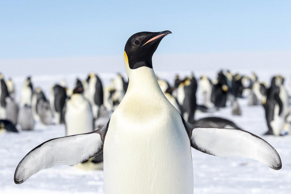 37 million years ago, Antarctica was home to a penguin species that stood around 6’7” – far taller than today's emperor penguins (shown here).
