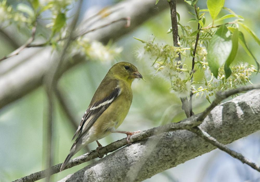 The female Eastern Goldfinch is light yellowish brown with dark brown bars on the wings.