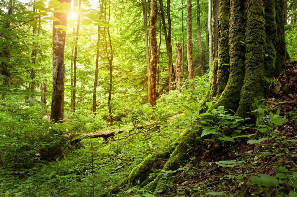 What Is The Wilderness with Pictures 