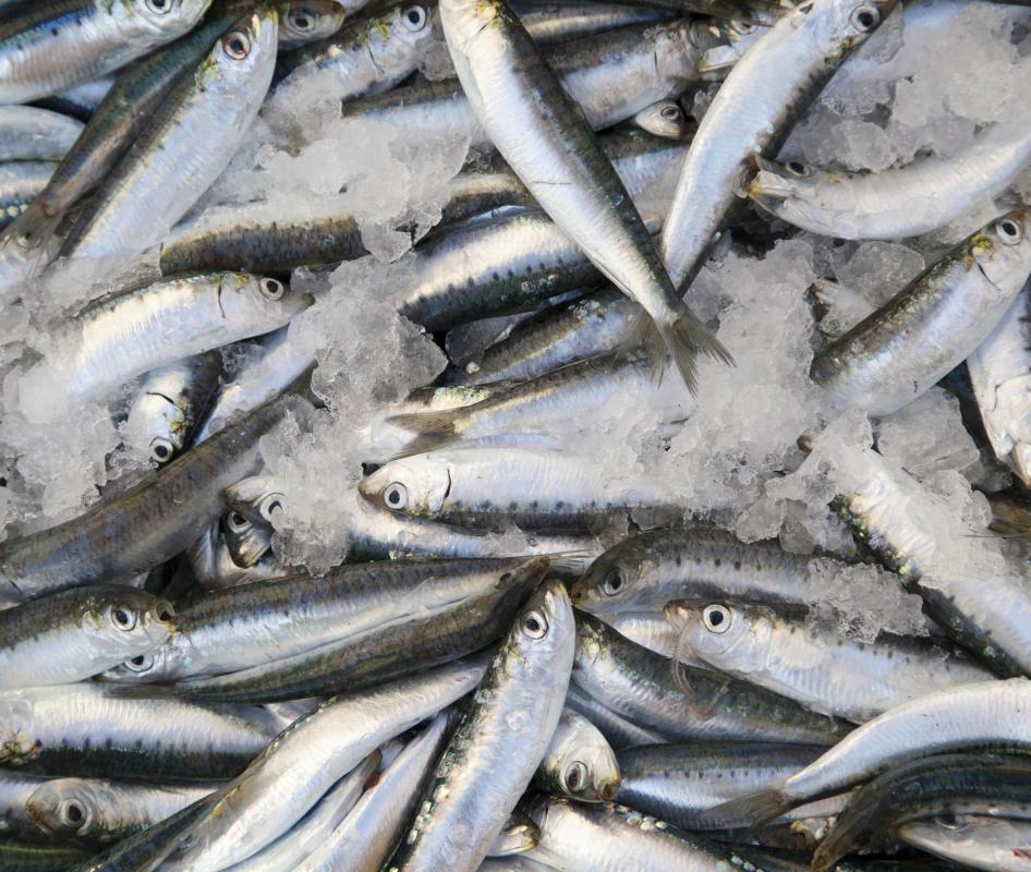 Low quality cod liver oil capsules may combine cod liver oil with sardines, as they are cheaper.