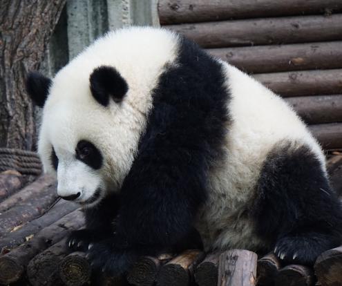Although their efforts were ultimately unsuccessful, two giant pandas at Ocean Park in Hong Kong finally mated when the zoo closed to visitors due to the coronavirus pandemic in April 2020.