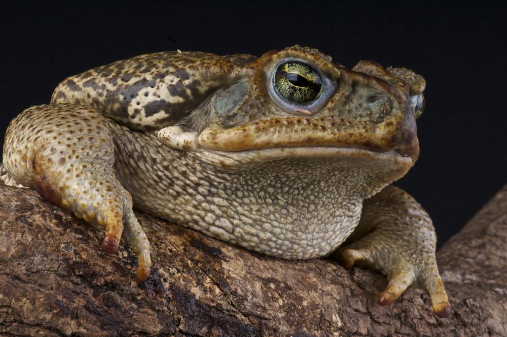 A Giant Toad.