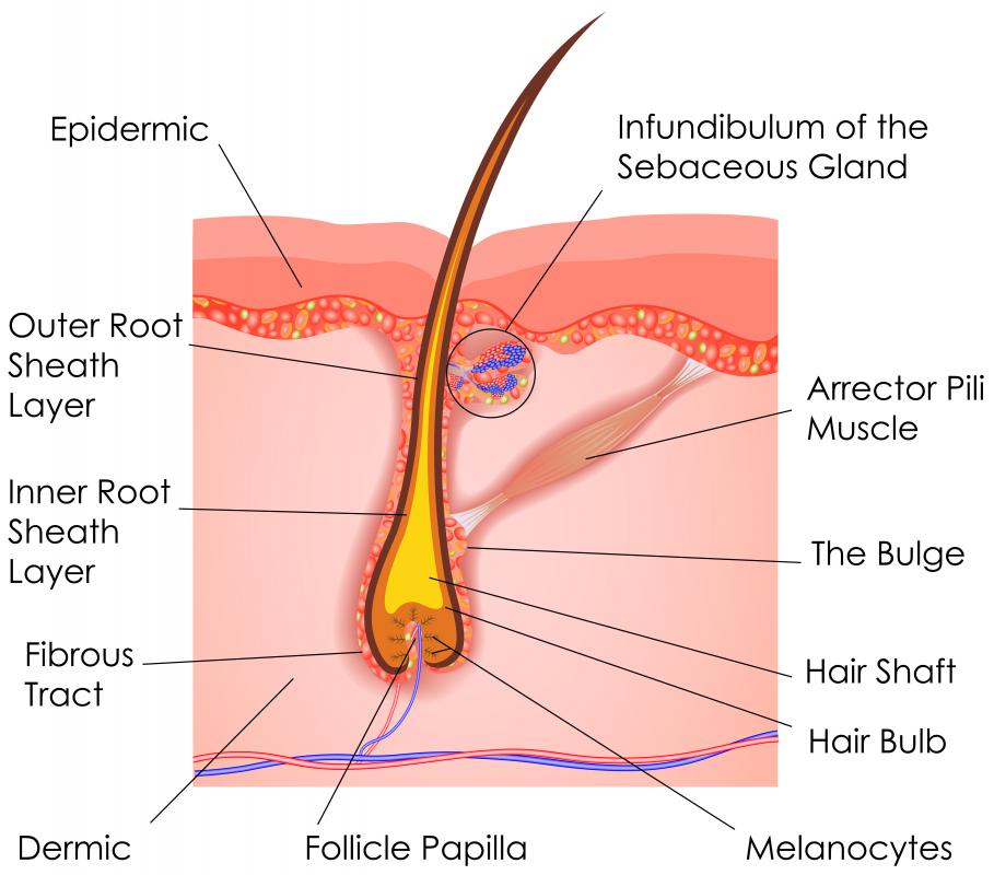 hair follicle cancer