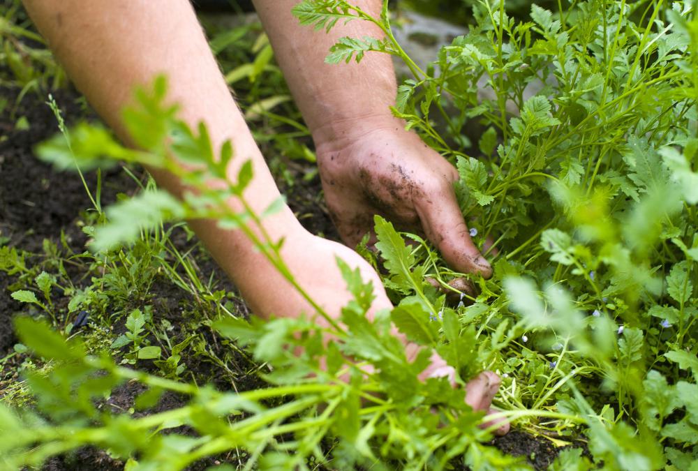 What is an effective industrial weed killer?