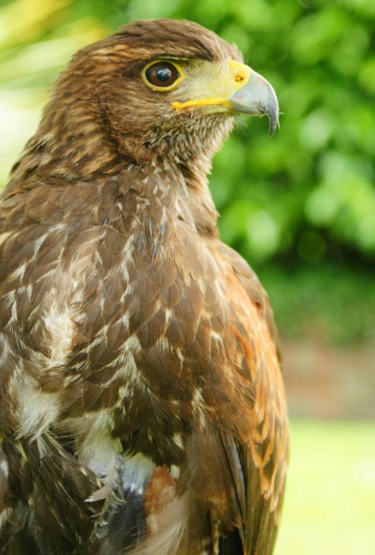 Iowa’s Hawkeye State nickname doesn’t have anything to do with the bird; it’s likely inspired by a Native American warrior named Black Hawk.