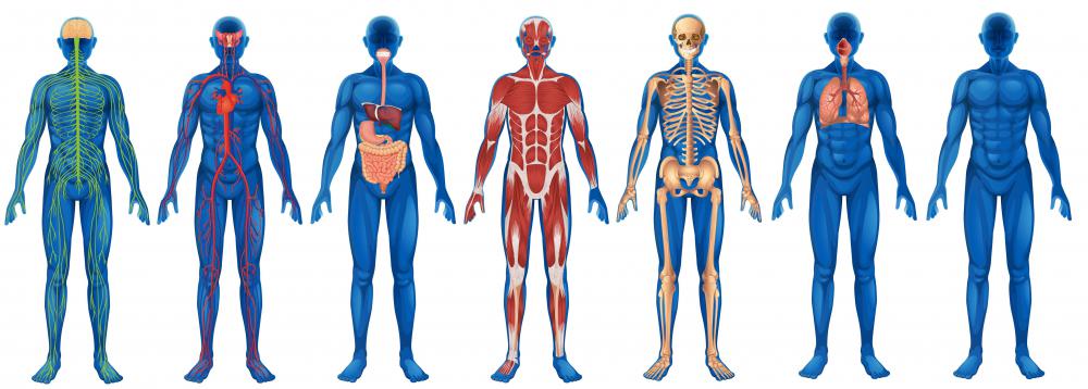 Health Care (Human Body Care): Anatomical Terms