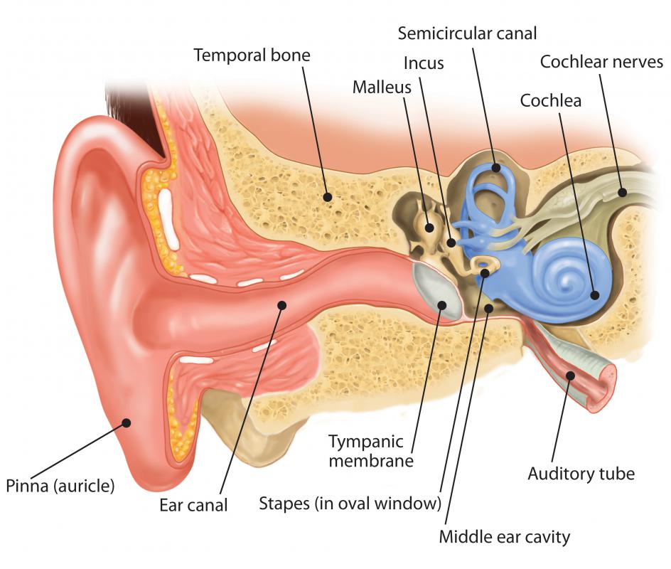 What are the three small bones in the ear?