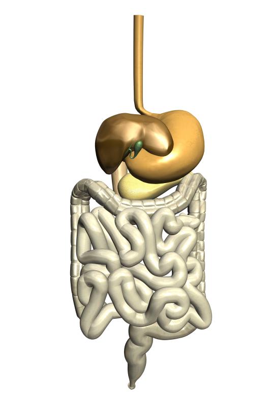 The highest concentration of bacteria in the human body can be found in the intestines.