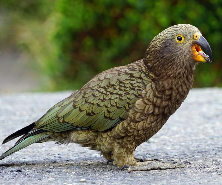 Humans aren't the only ones who find laughter "contagious" -- New Zealand's keas also respond excitedly to their fellow birds' warbling.