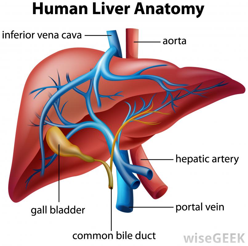 What Is The Hepatic Portal Vein with Pictures What Is The Hepatic Portal Vein with Pictures