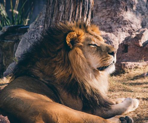 Lions and other big cats find the scent of perfumes such as Calvin Klein Obsession very stimulating.