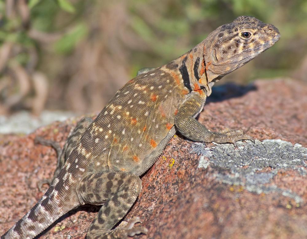 What Are The Different Types Of Rock Lizard with Pictures What Are The Different Types Of Rock Lizard with Pictures