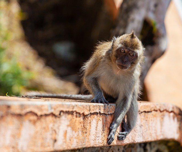 Macaques at Uluwatu Temple in Bali are infamous for grabbing tourists' belongings -- especially valuable items -- and returning them only when given food.