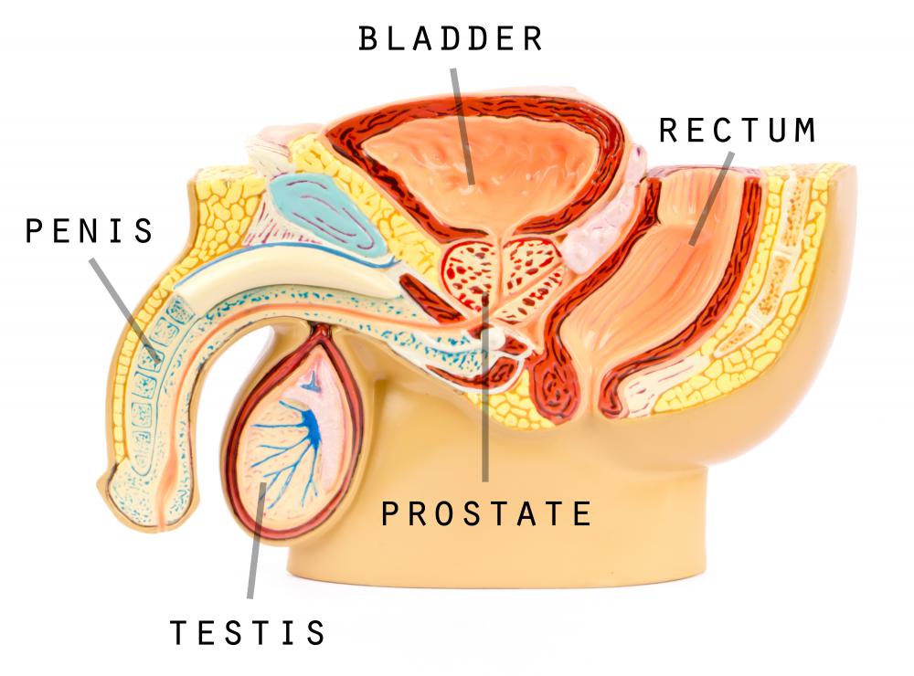 Genital warts | AVERT