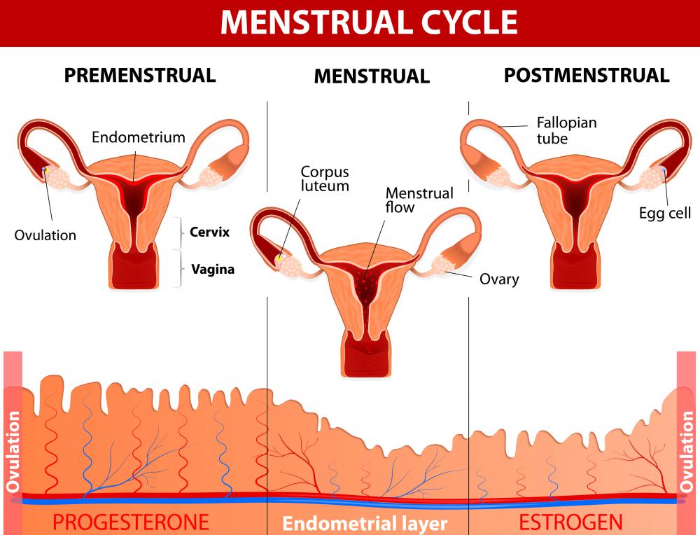 Menstrual Cycle After Sex 14