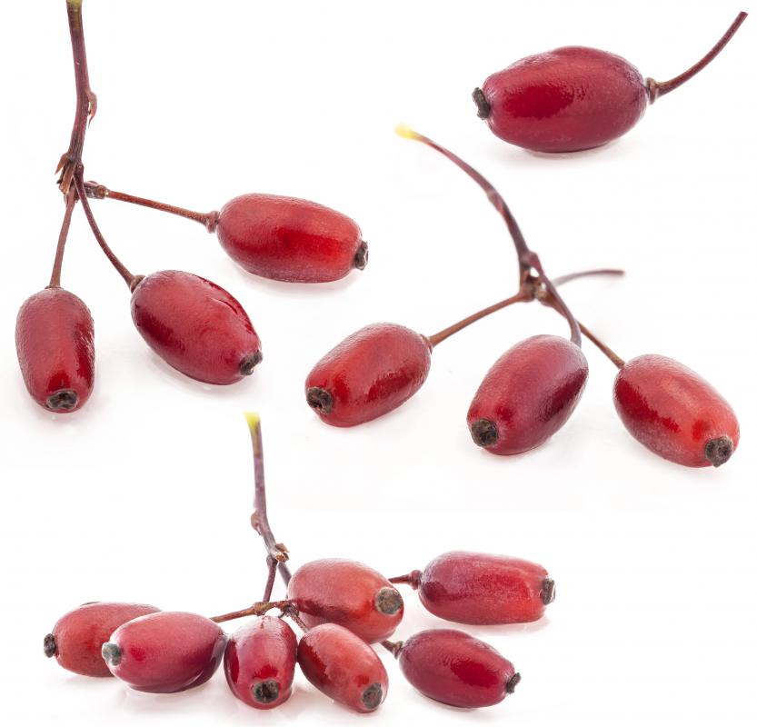 Synsepalum Dulcificum is an evergreen bush native to West Africa that produces small red berries.