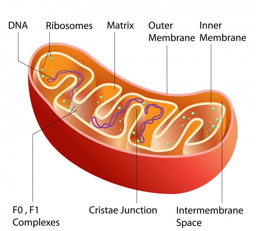 solanine affects the mitochondria of cells.