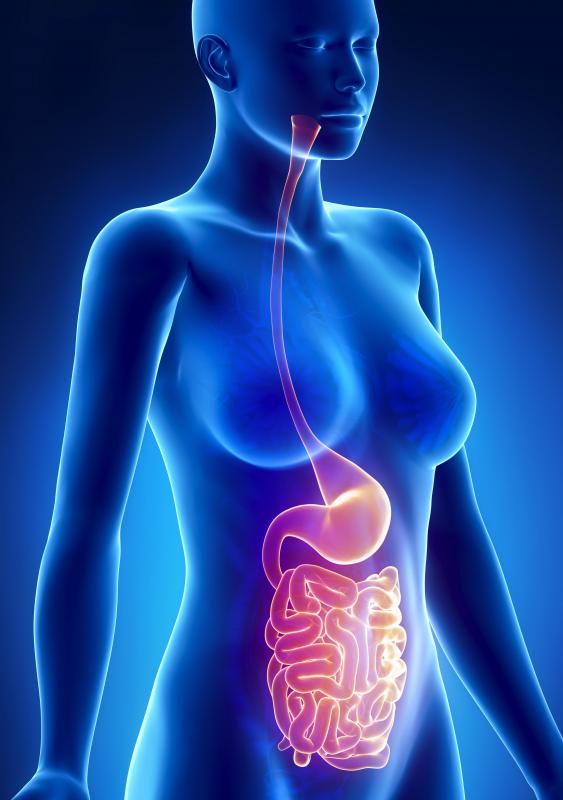 When the the small intestine protrudes through the lower abdominal muscles, it is referred to as an inguinal hernia.