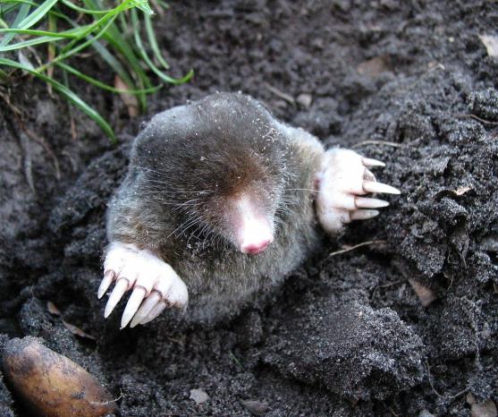 Although moles can wreak havoc in yards and gardens across Britain, they aren't found anywhere in Ireland.