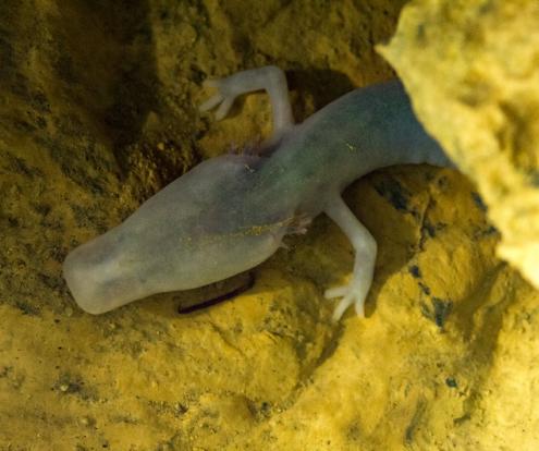 The olm, a species of cave salamander, rarely moves. One individual remained motionless for over seven years.